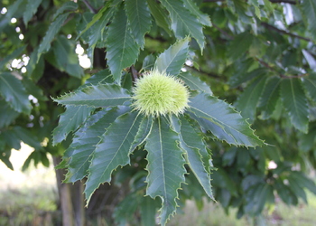 Edelkastanie (Castanea sativa) - © Philipp Sengl